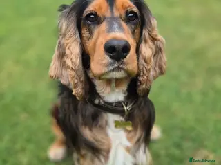 Cocker Spaniel dogs Black Sable Show Type Cocker Spaniel for Stud in Manchester - Advert 1