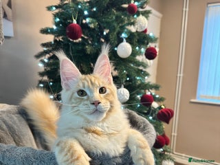 Maine Coon cats Tica registered Maine Coon kitten - Advert 16