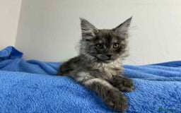 Maine Coon cats for sale: Kittens Maine Coon registered with Gccf  - Image 5