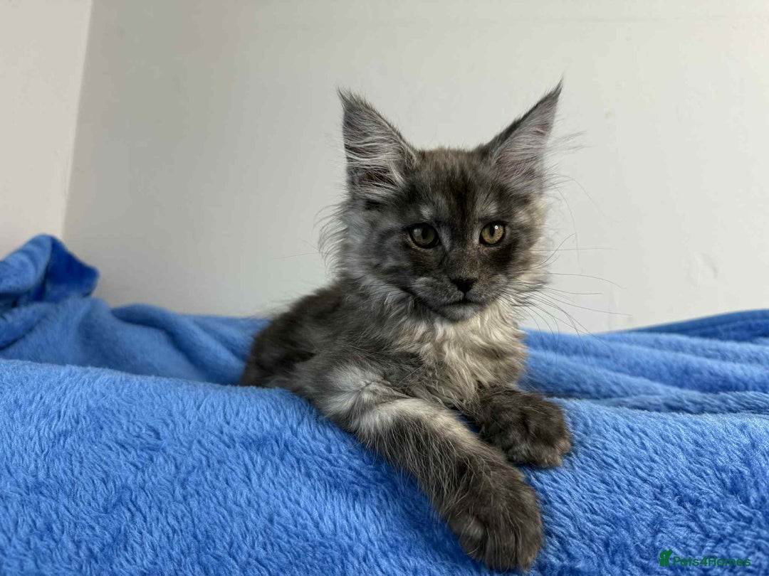 Maine Coon cats for sale: Kittens Maine Coon registered with Gccf  - Image 5