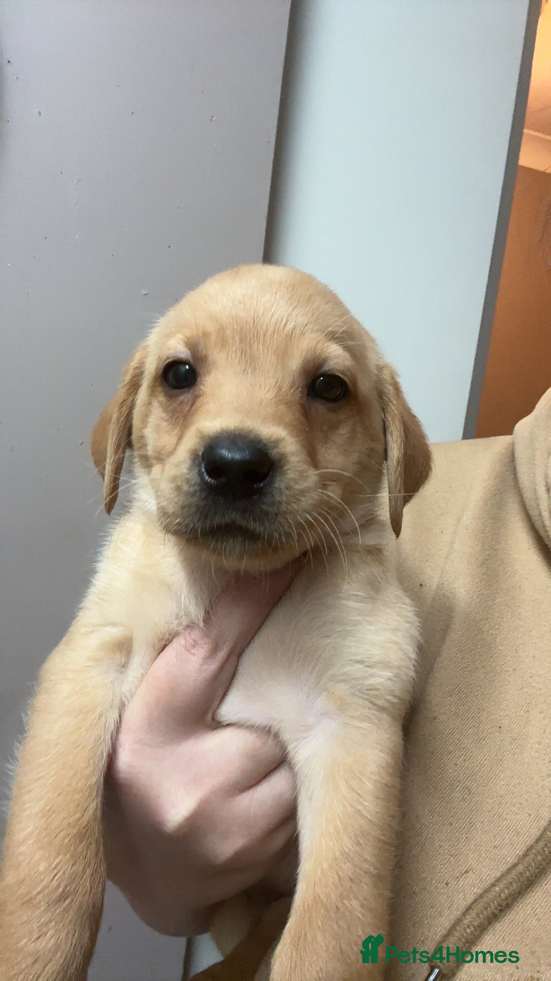 Labrador Retriever dogs for sale: Kc Labrador puppies  - Advert 5