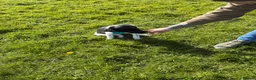 Mixed Breed dogs for sale: 6 month old sprollie for REHOMING - Advert 5