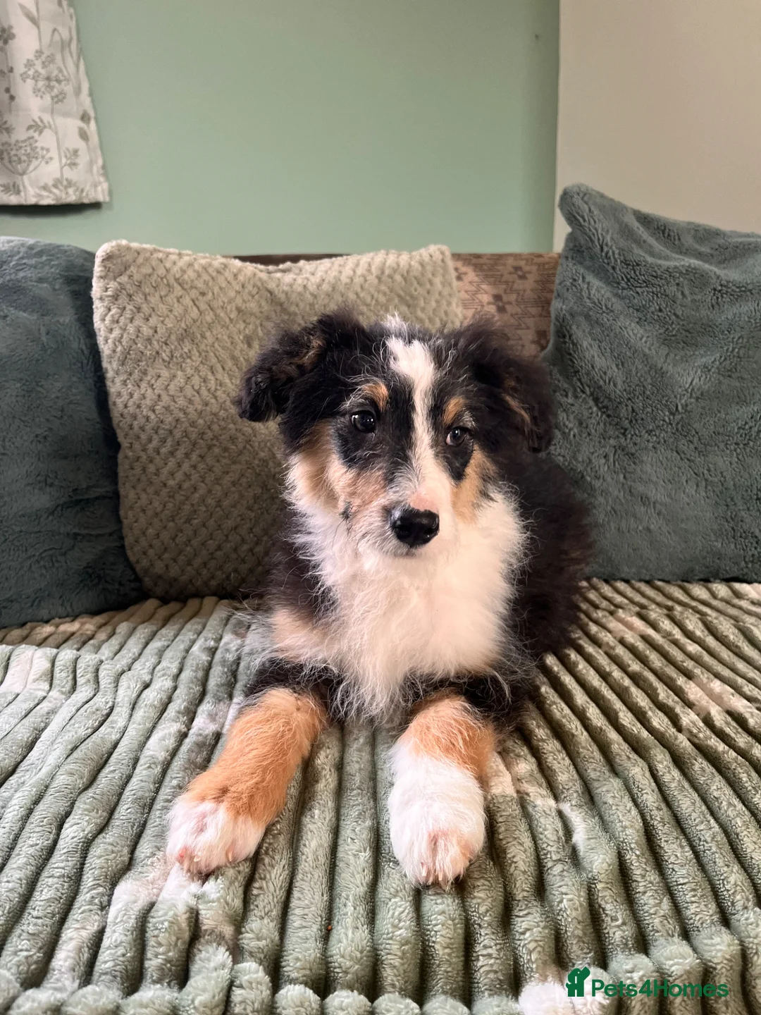 Bordoodle dogs for sale: Stunning litter bordpoos/colliepoos/colliedoodle - Advert 1