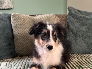 Bordoodle dogs Stunning litter bordpoos/colliepoos/colliedoodle - Advert 12