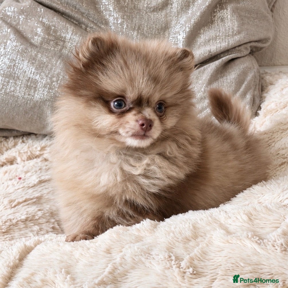 Pomeranian dogs Last 2 Chocolate Merle Babies - Advert 1