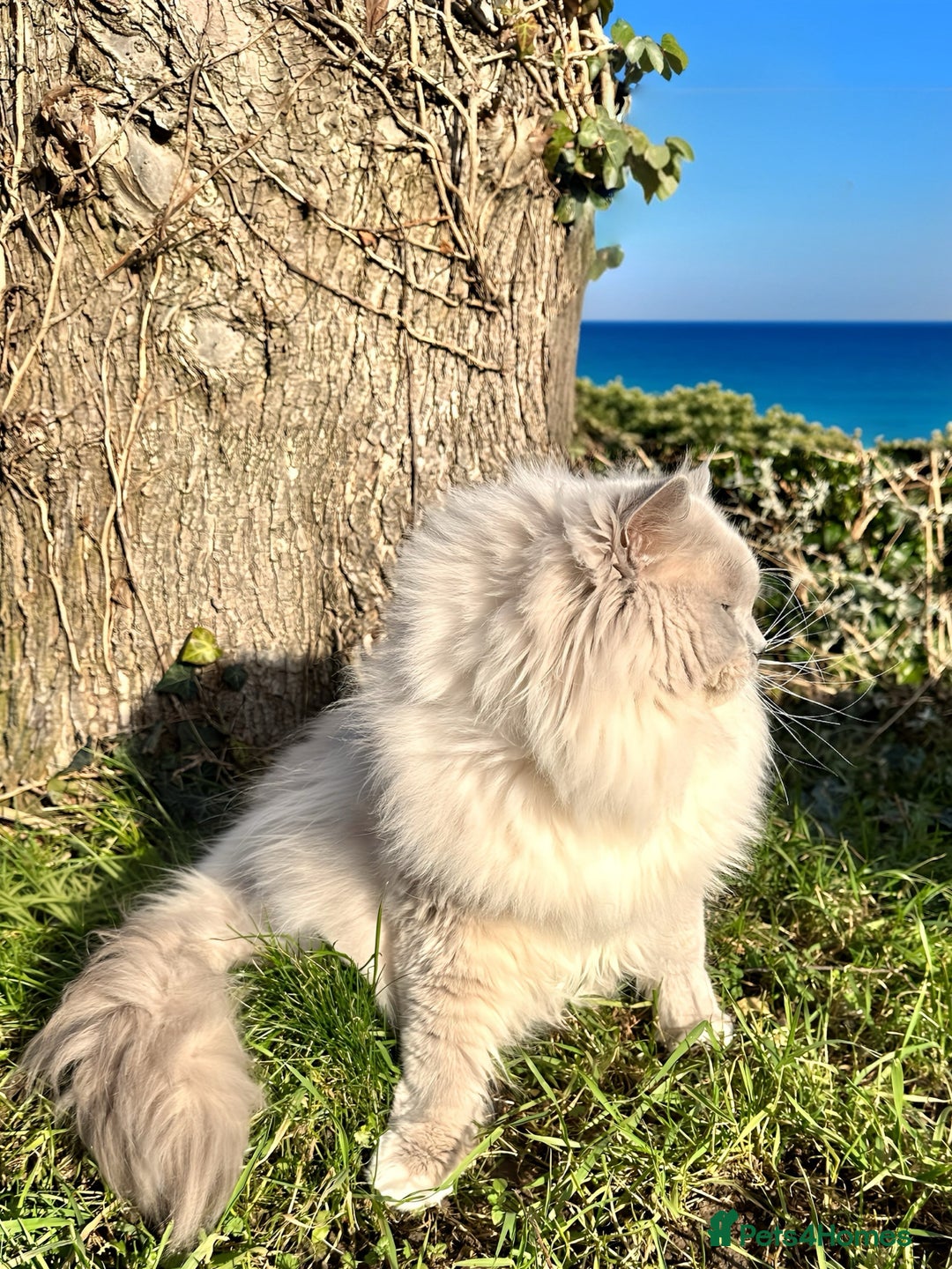 Ragdoll cats for stud: GCCF/TICA Ragdoll Stud available for mating TESTED - Image 2