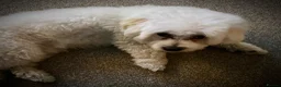 Maltese dogs for sale: Beautiful pure Maltese boy 9 months old, Loca in Chesterfield - Advert 6