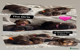 Cocker Spaniel dogs for sale: Extensively Health tested/KC REG Cocker Puppies - Image 5