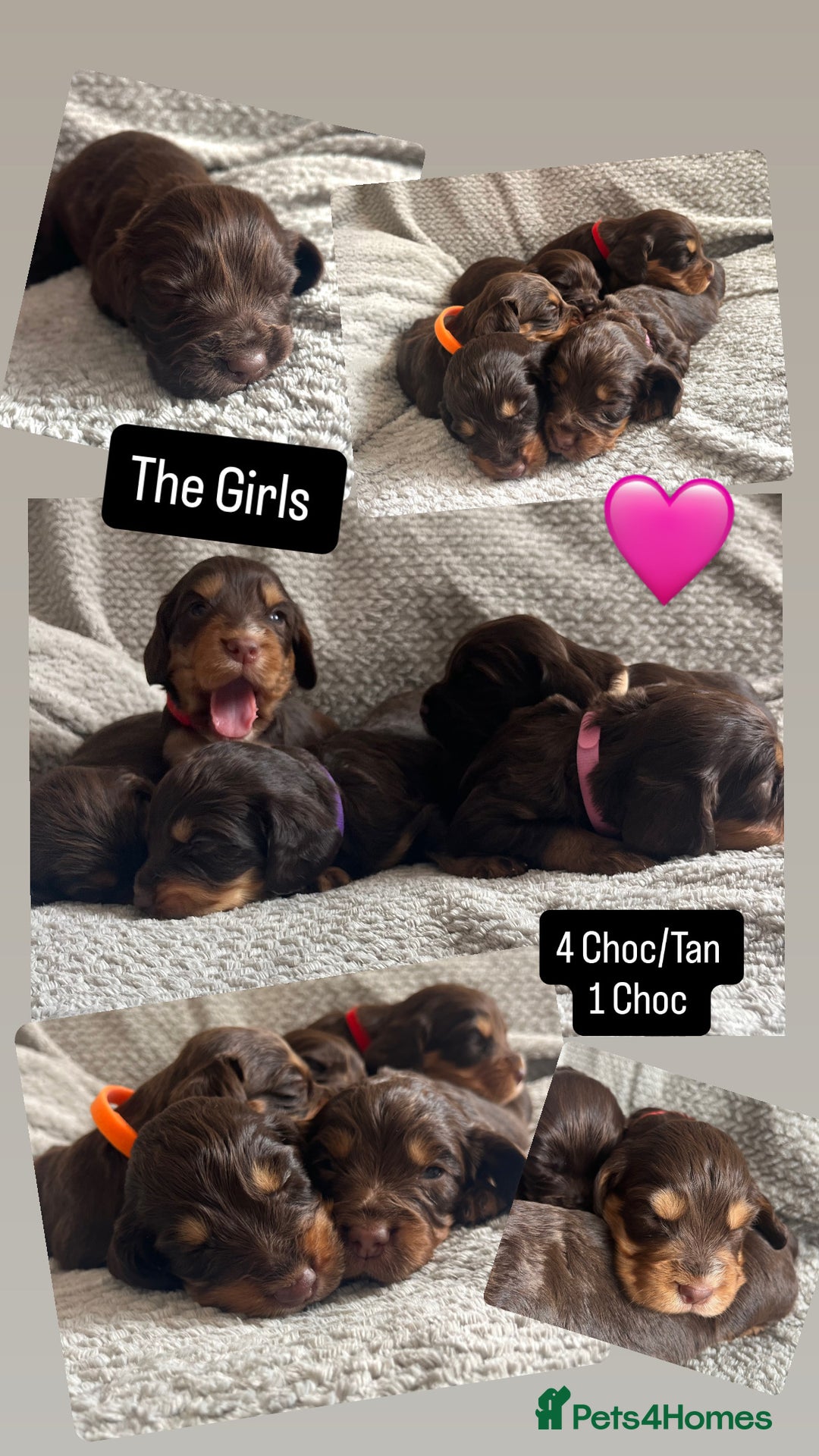 Cocker Spaniel dogs for sale: Extensively Health tested/KC REG Cocker Puppies - Image 5