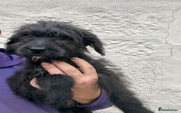 Mixed Breed dogs for sale: f1 St Berdoodle Pups - Image 20