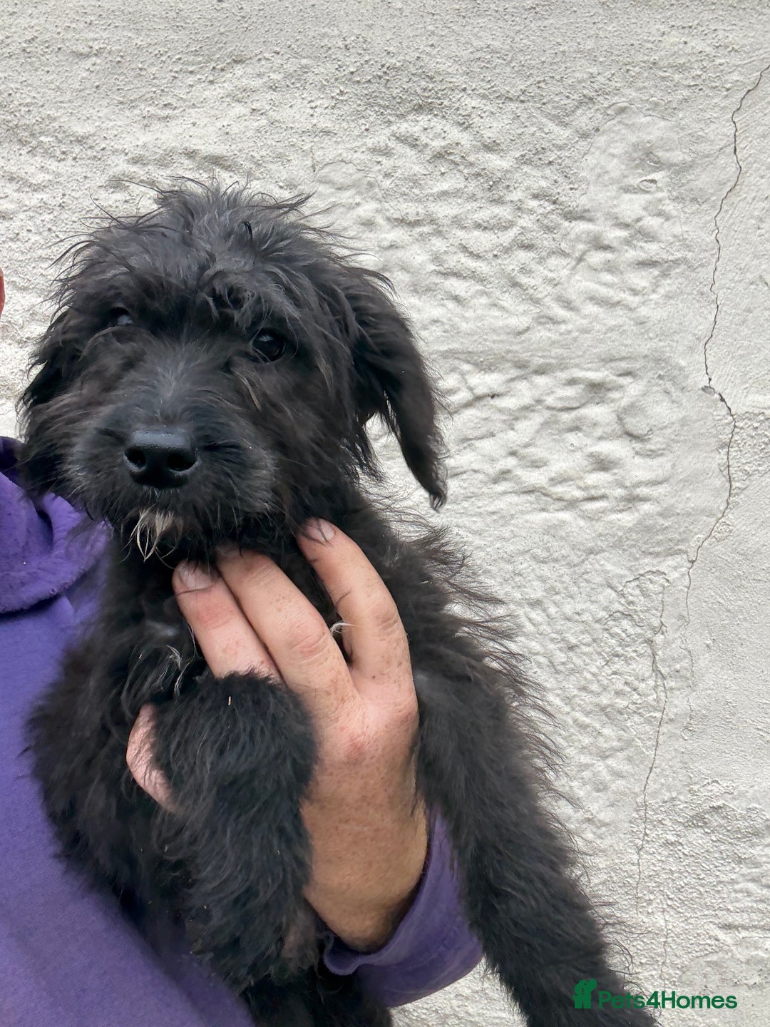 Mixed Breed dogs for sale: f1 St Berdoodle Pups - Image 20
