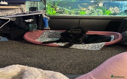 Mixed Breed dogs for sale: Labradoodle for rehome  - Image 4