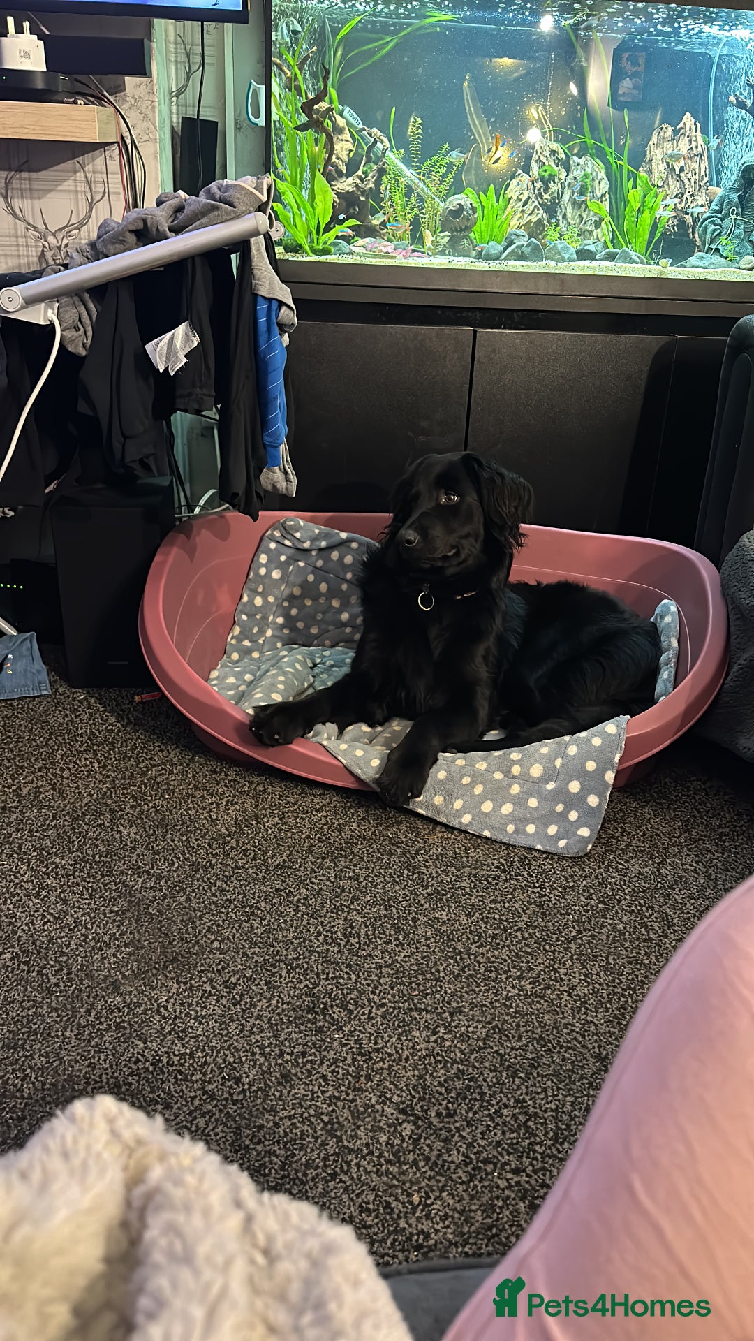 Mixed Breed dogs for sale: Labradoodle for rehome  - Image 4