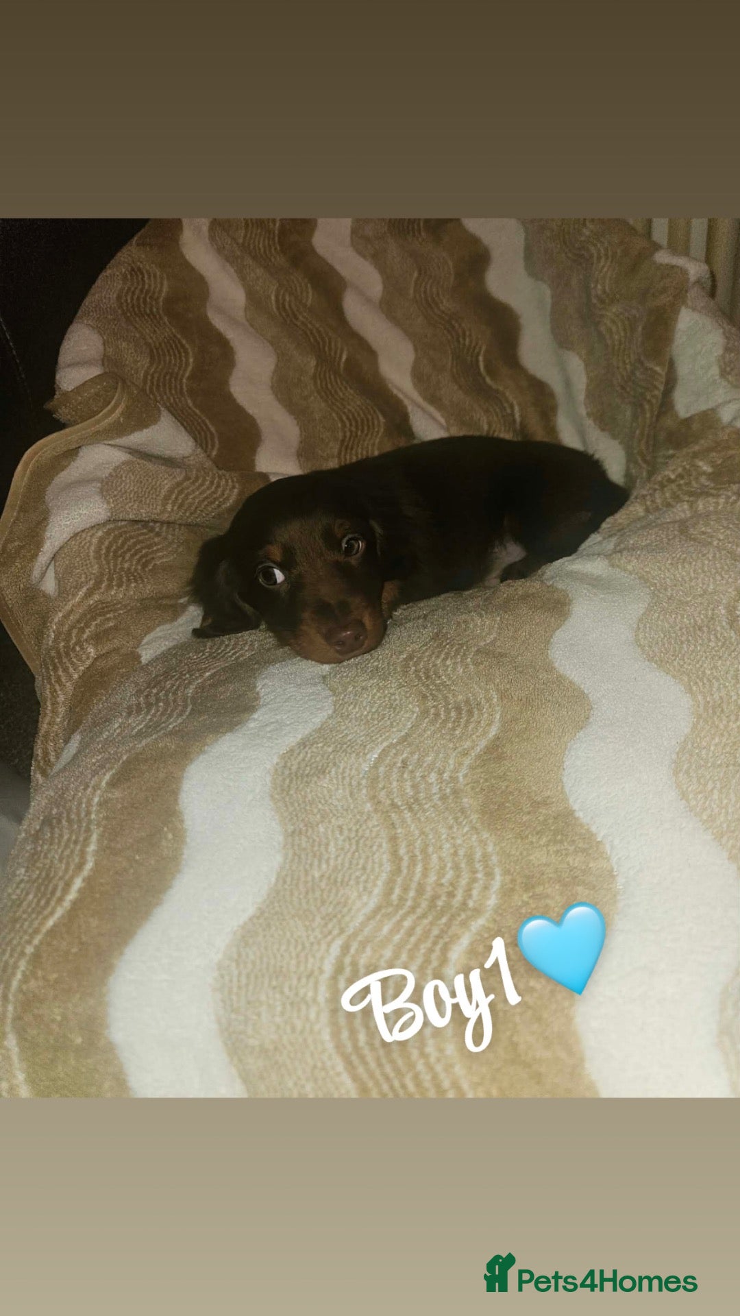 Miniature Dachshund dogs for sale: Miniature dachshund puppies - Advert 6