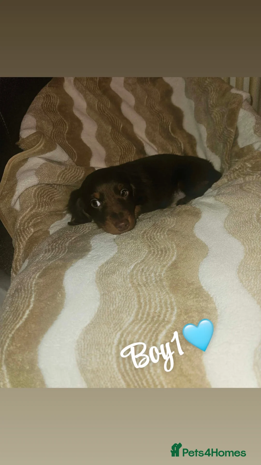 Miniature Dachshund dogs for sale: Miniature dachshund puppies - Advert 1