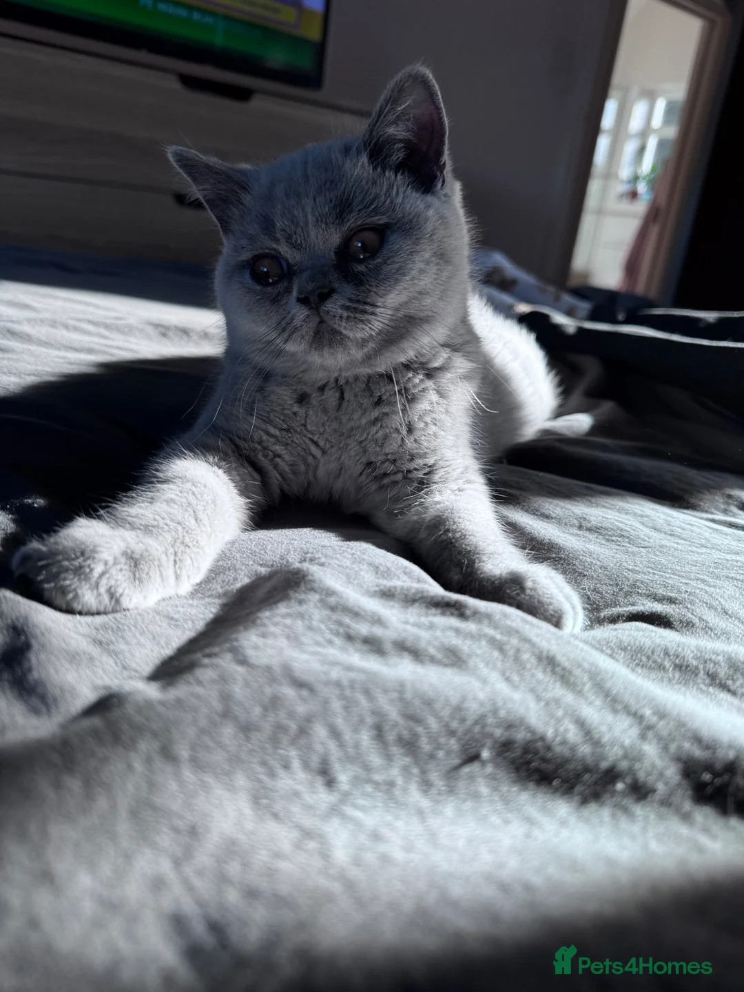 British Shorthair cats for sale: British short hair girls! - Advert 9