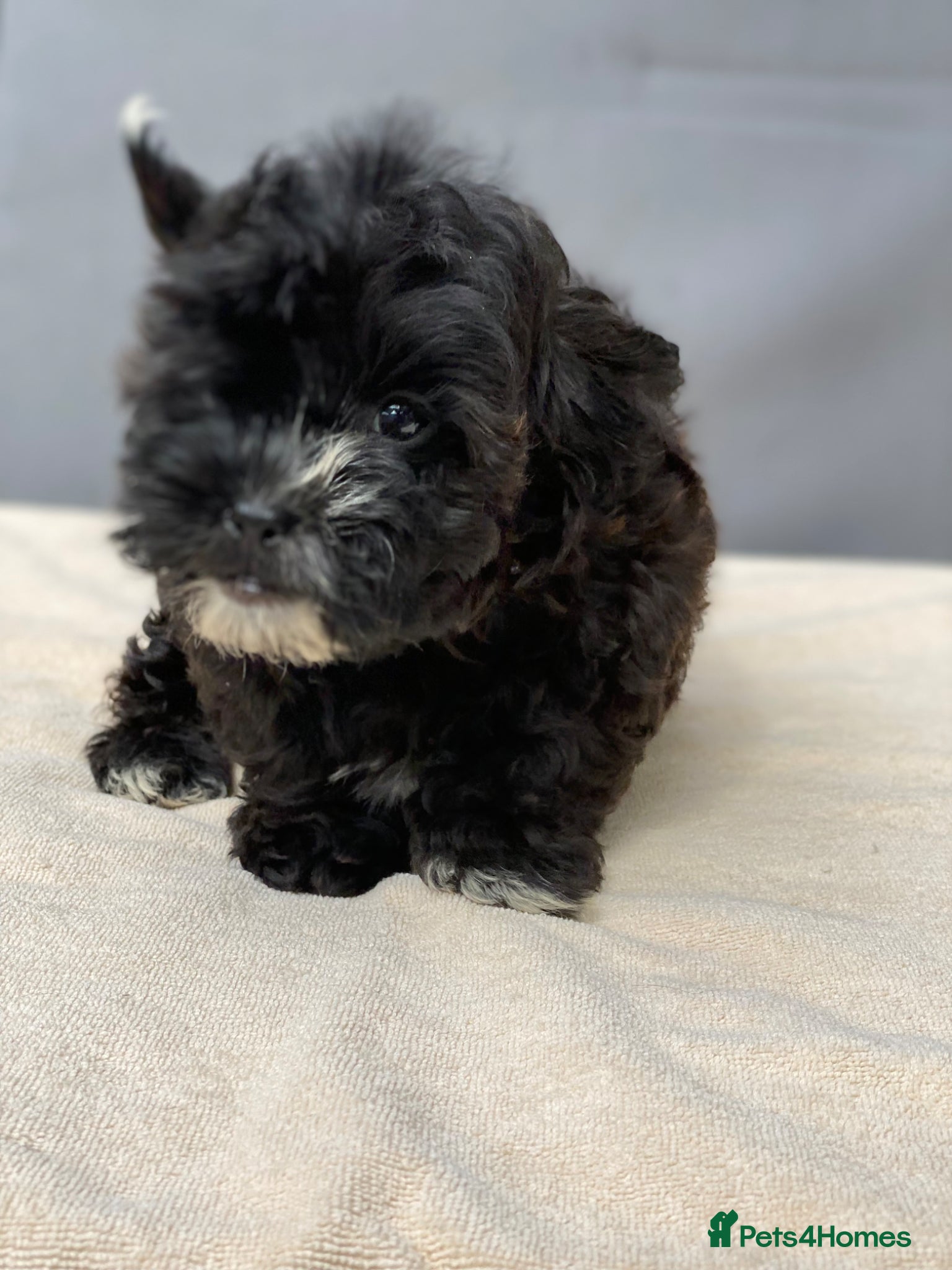 Shihpoo dogs Health Tested,READY TO GO - Advert 1
