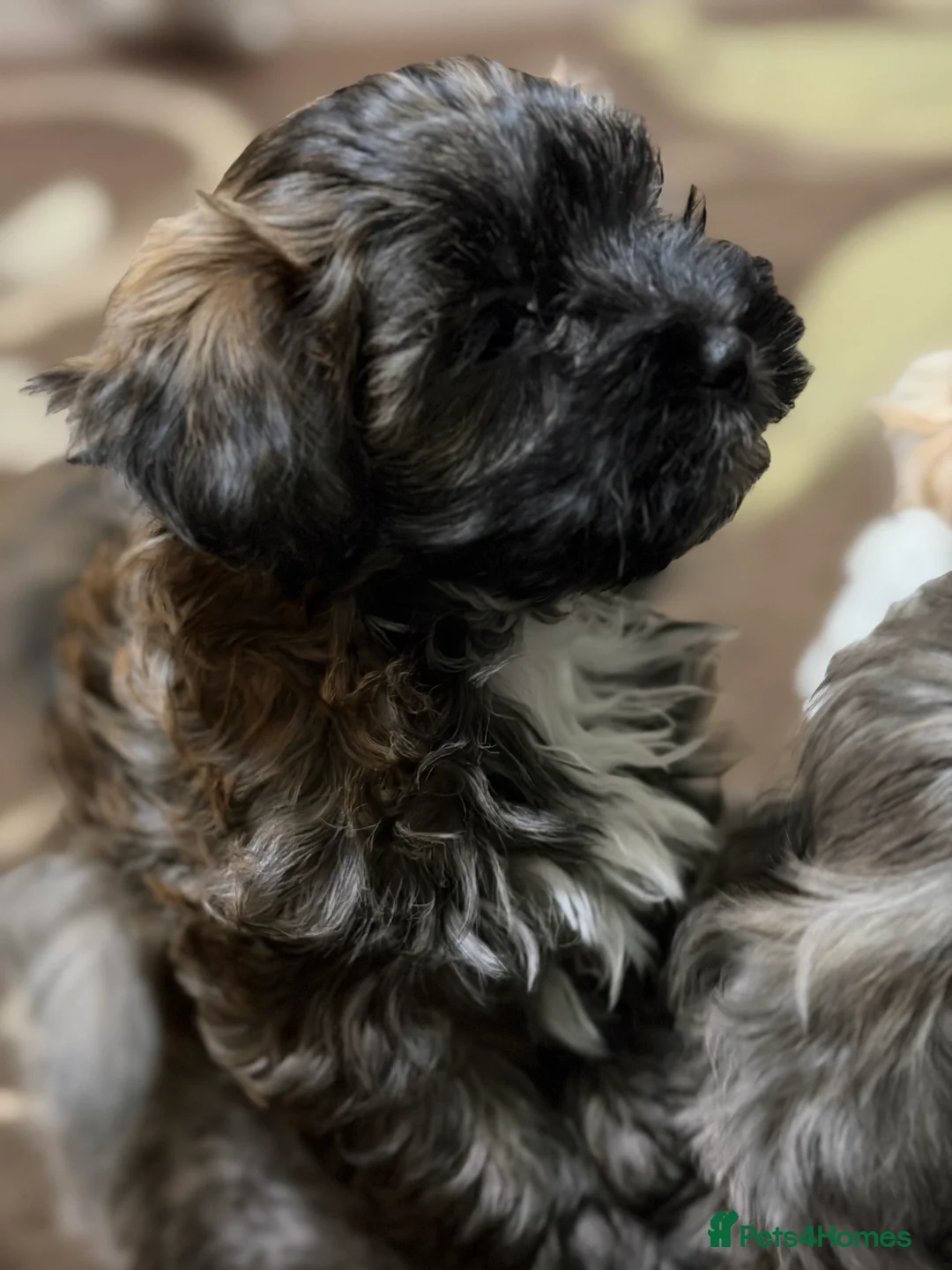 Mixed Breed dogs for sale: 🐾🐾🐾Maltipoo Puppies 🐾🐾🐾 - Advert 5