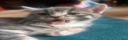 Mixed Breed cats for sale: Mixed bengal - Advert 13