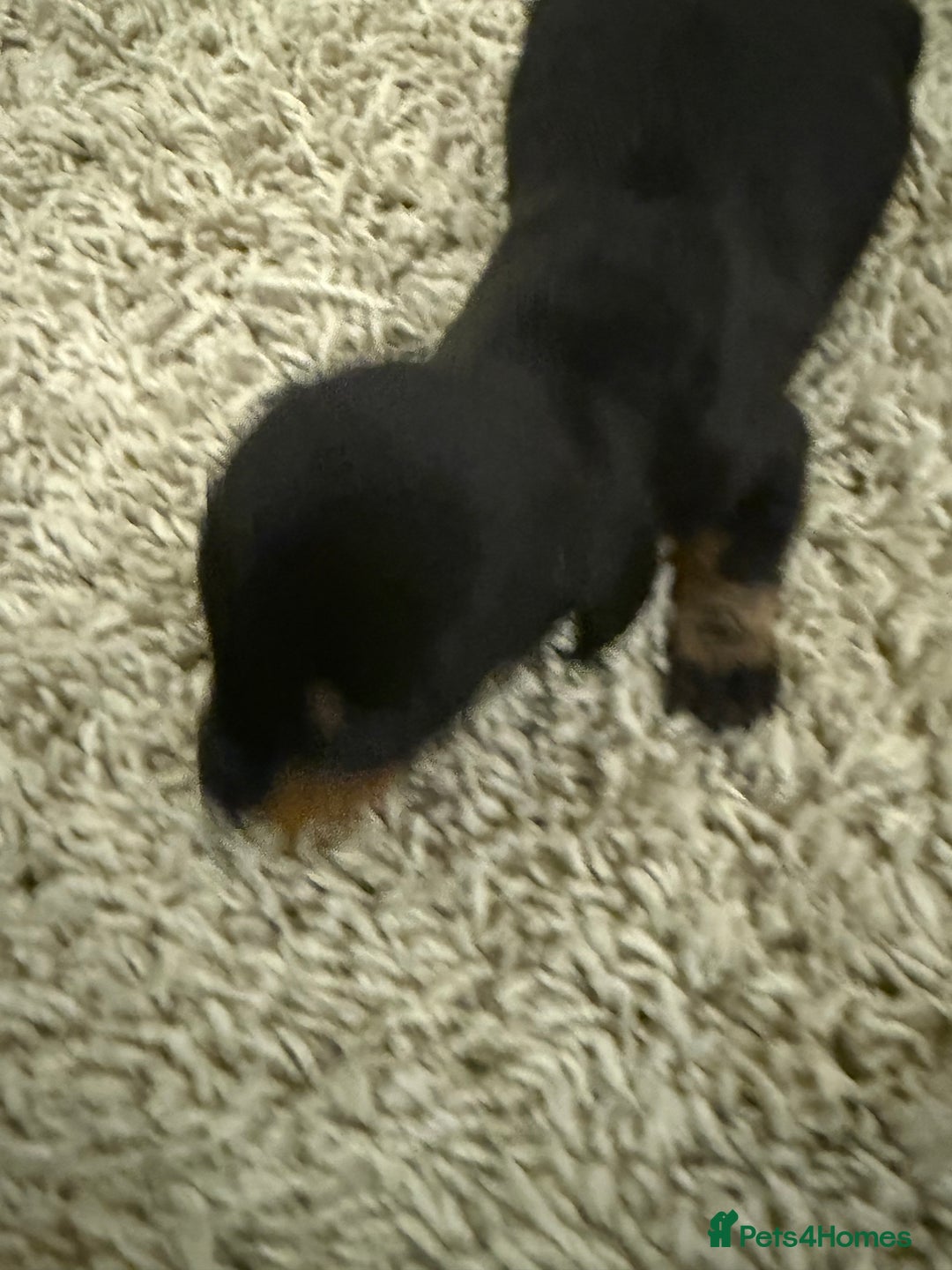 Mixed Breed dogs for sale: Dachshund puppies seven  - Advert 15