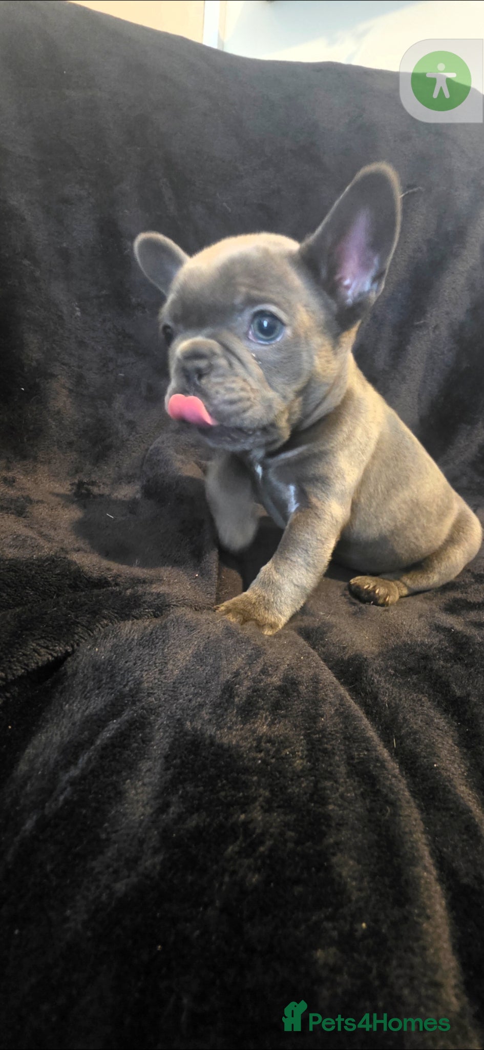French Bulldog dogs Blue fench bulldog puppies *PET ONLY* - Advert 14