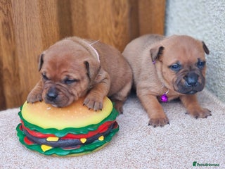 Staffordshire Bull Terrier dogs SHOW QUAILTY RED STAFF PUPPIES COI 2.9% 🐶 🔥🔥😍 - Advert 6