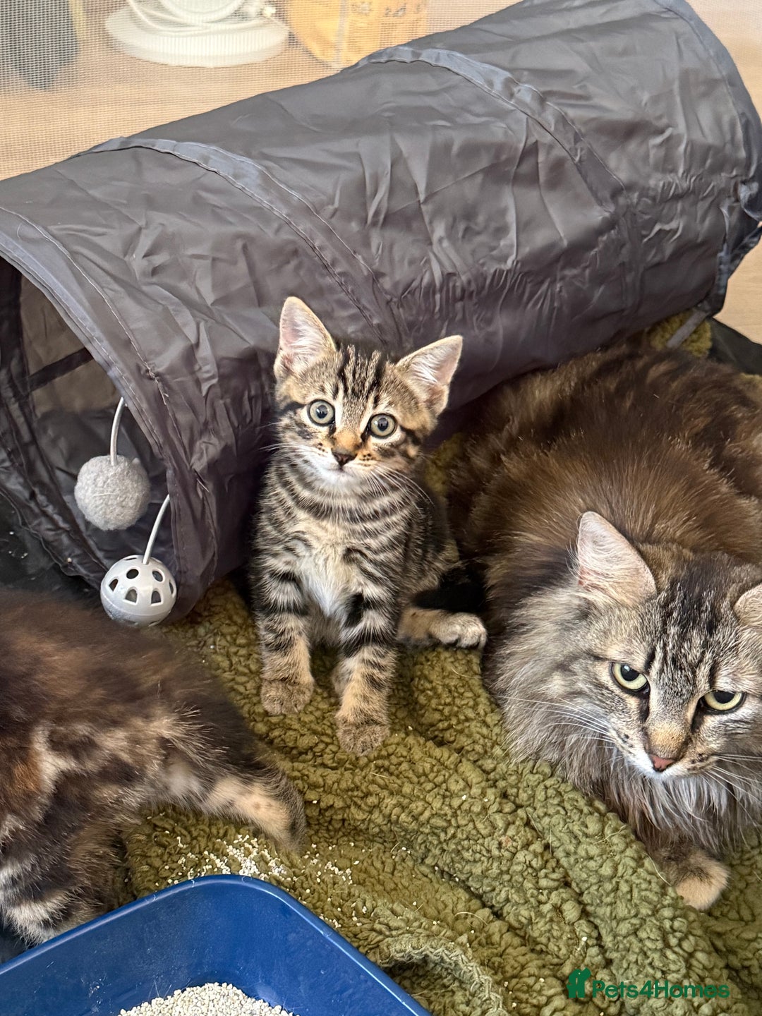 Mixed Breed cats for sale: Mother and kittens - Image 4