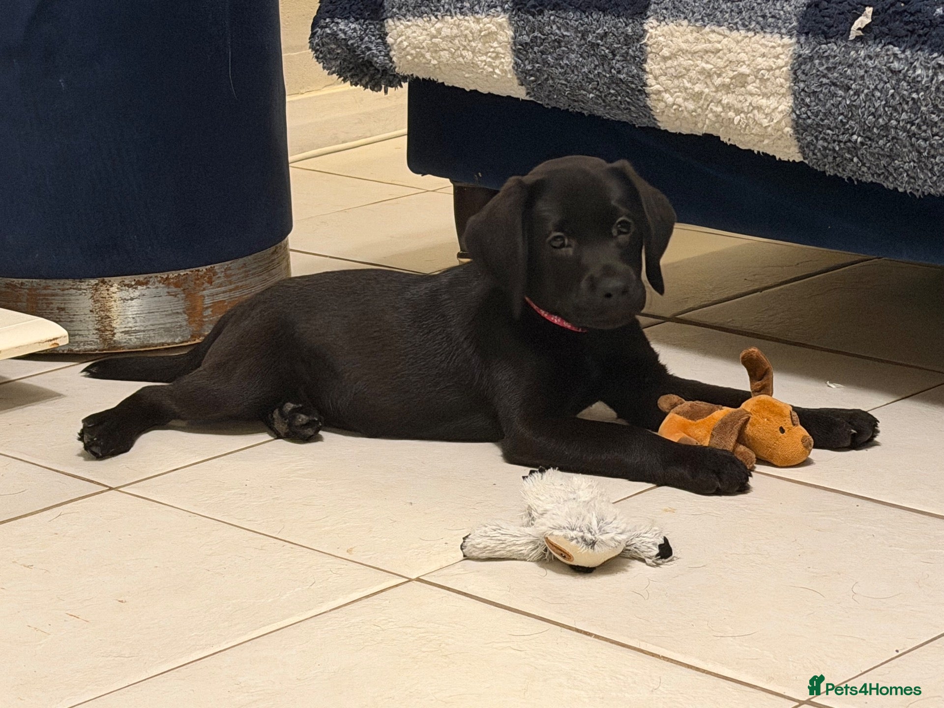 Labrador Retriever dogs for sale: KC registered black Labrador retriever pups  - Advert 1