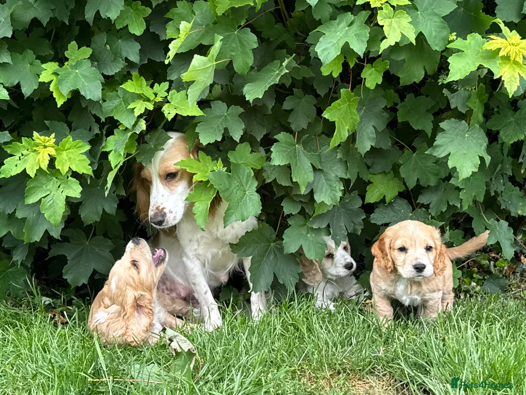 Sprocker dogs for sale: Gorgeous sprocker puppies in South Molton - Advert 1
