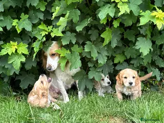 Sprocker dogs Gorgeous sprocker puppies - Advert 1