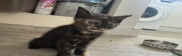 Mixed Breed cats for sale: Baby kittens - Advert 15