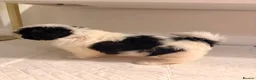 Shih Tzu dogs for sale: Shih Tzu puppies ready for there forever Home in Godalming - Advert 7