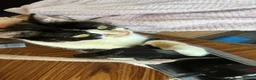 Mixed Breed cats for sale: Beautiful kittens for sale  - Advert 2