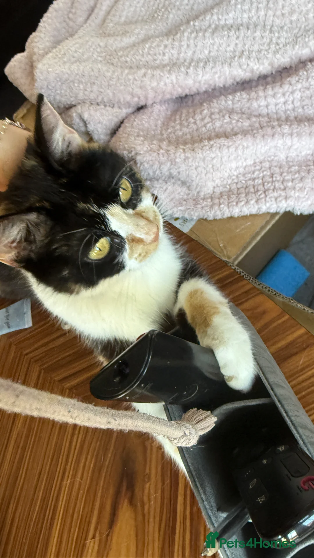 Mixed Breed cats for sale: Beautiful kittens for sale  - Advert 2