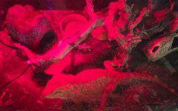 Bearded Dragon reptiles for sale: Male breaded dragon 1 year old - Image 10