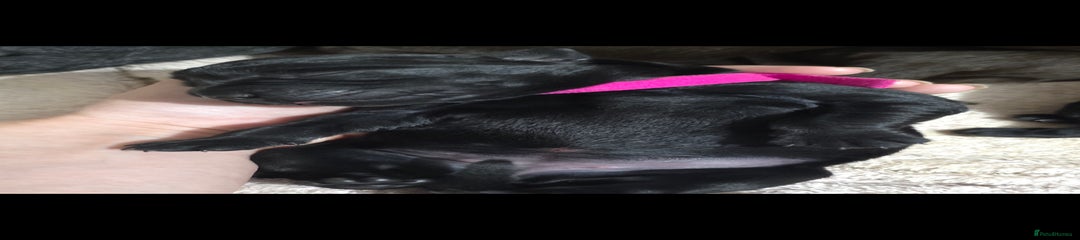 Black girl hot pink collar 
