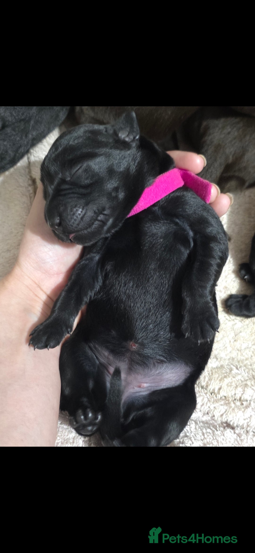 Labrador Retriever dogs for sale: 💫Stunning chocolate and black labrador pups 💫 - Image 10
