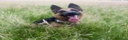 German Shepherd dogs for sale: Foster Home Desperately Needed in Horsham - Advert 4