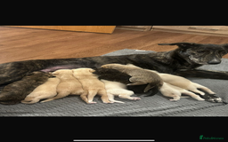 Lurcher dogs for sale: 2 male lurcher pups  - Image 4