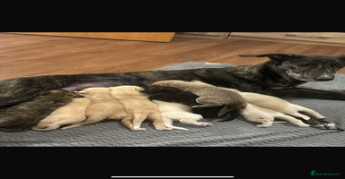 Lurcher dogs - Advert 1