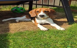 Beagle dogs for sale: Stunning Beagle girl  - Image 4