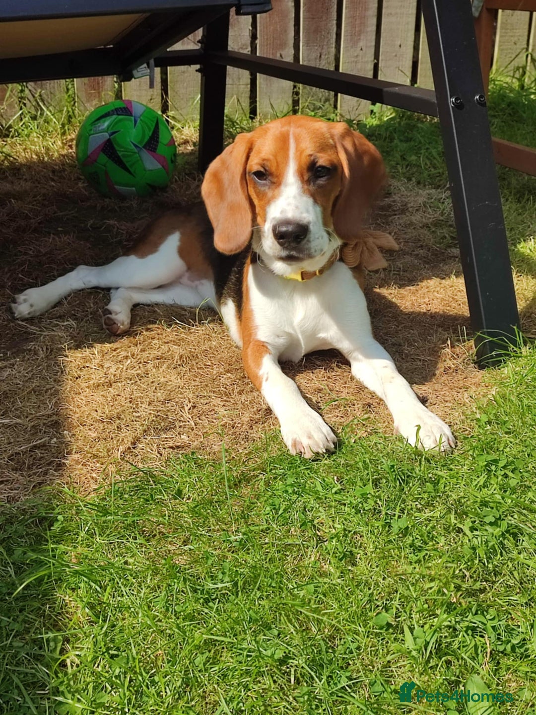 Beagle dogs for sale: Stunning Beagle girl  - Image 4
