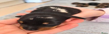 Dachshund 3