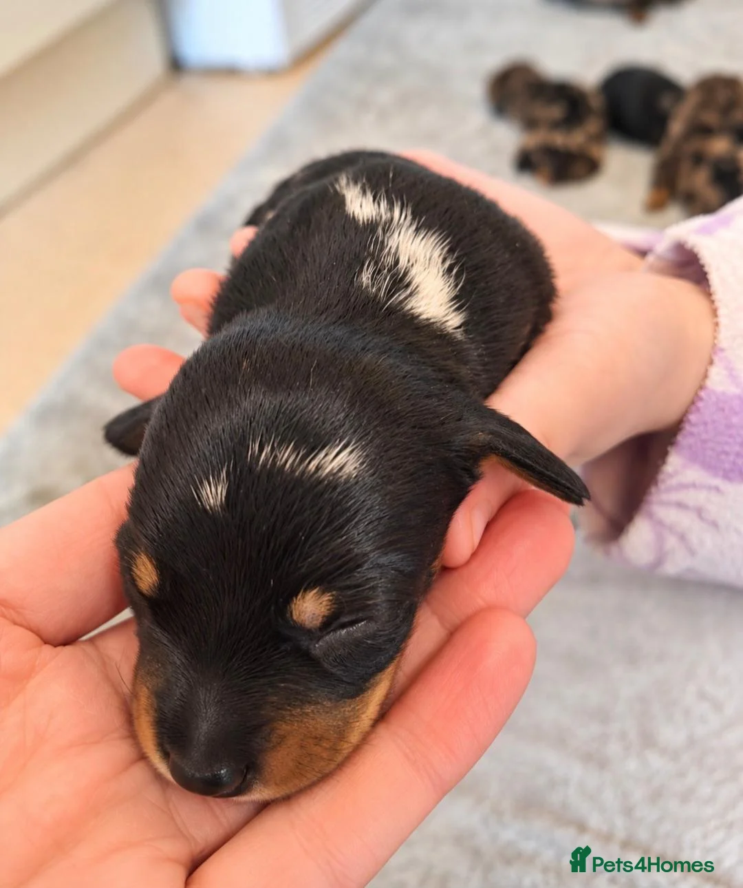 Dachshund dogs for sale: Stunning Dapple & Black Tan Dachshund Puppies - Advert 11