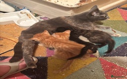 Bengal cats for sale: Bengal x bsh - Image 5