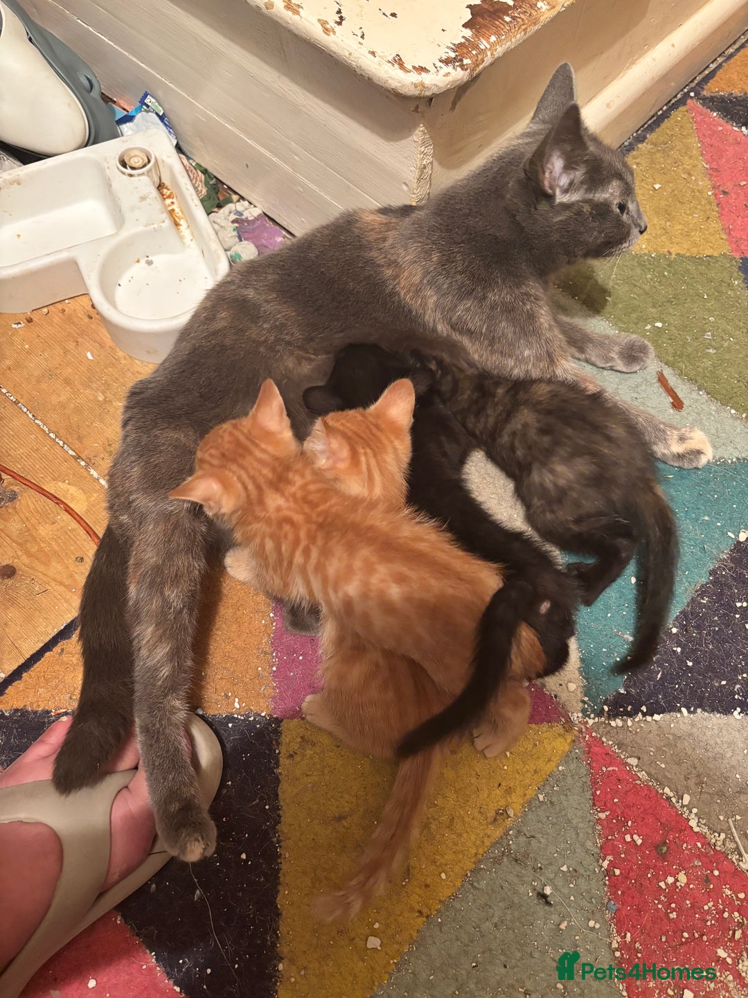 Bengal cats for sale: Bengal x bsh - Image 5