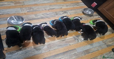 Border Collie dogs Border Collie Puppies - Advert 13