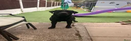 Labrador Retriever dogs for sale: Black Labrador boy proven stud  - Advert 4