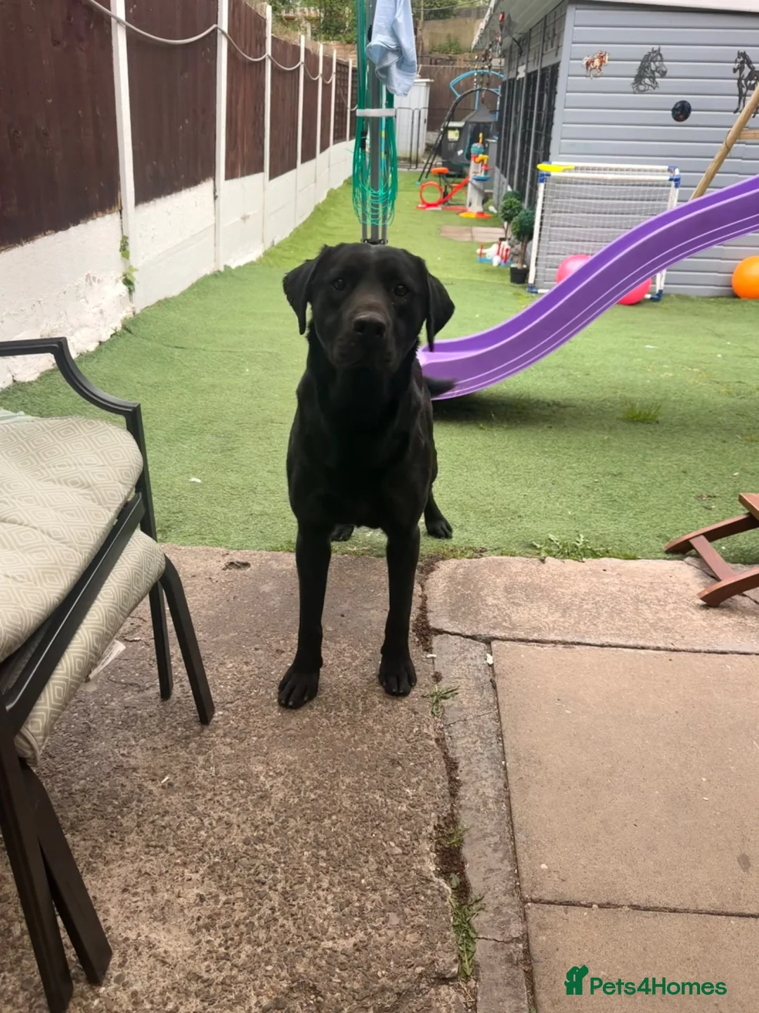 Labrador Retriever dogs for sale: Black Labrador boy proven stud  - Advert 4