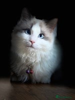 Ragdoll cats Ragdoll female - Advert 15